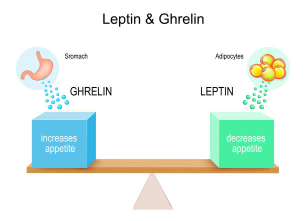 how hormones ghrelin and leptin work leptin and ghrelin. eating disorders. Stomach produce ghrelin hormone for appetite increase, and adipose tissue release leptin for decrease appetite. Lever with blue and green boxes. Vector illustration hormone therapy stock illustrations