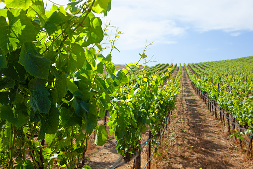 Rows Of Grapevines In A Central California Vineyard