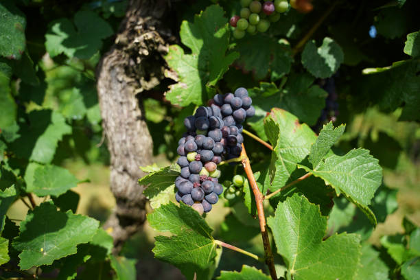 istock Ripe wine grape close-up ready for harvest, autumn concept 1460570186