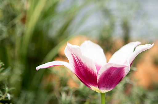 Exhibition of Beautiful and Rare Blooming Tulips in Natural Environment, Arboretum Volčji Potok, Slovenia, Europe