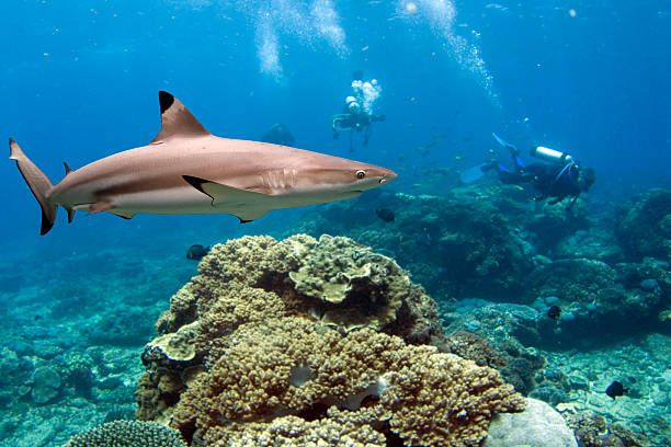 Flindershark Blacktip Reef Shark (Carcharhinus melanopterus) swimming over tropical coral reef. blacktip reef shark stock pictures, royalty-free photos & images