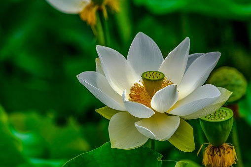 A white sacred lotus at Biltmore Garden in Asheville, NC.