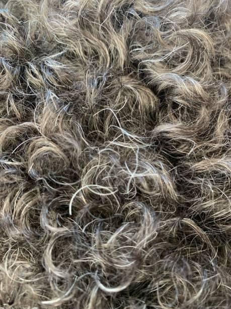 istock Retrodoodle hair 1460571442