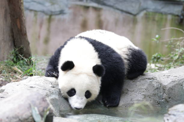 istock Close up Little Panda on the playground 1460571749