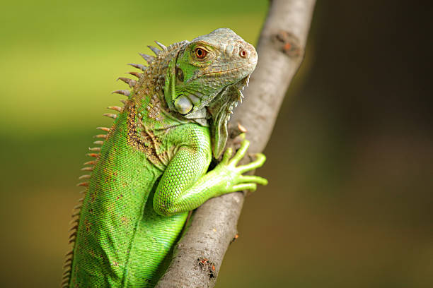 iguana - claw rainforest outdoors close up foto e immagini stock