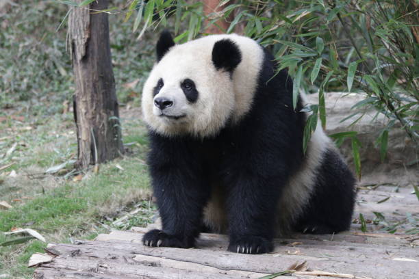 istock Giant Panda , Yuan Run, Staring at the audience 1460572127