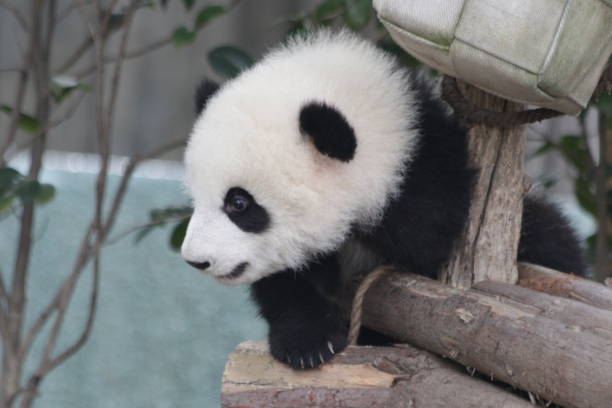 istock Close up Little Panda on the playground 1460572296
