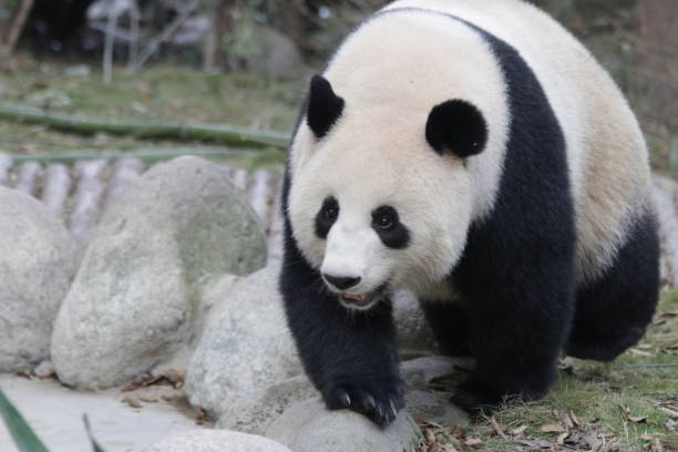 istock Close up little fluffy giant panda on the yard, Chengdu panda base 1460572348