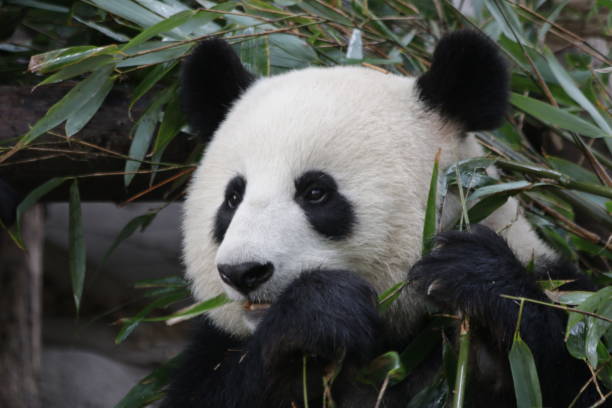 istock Funny Pose of Panda while eating Bamboo leaves 1460572359