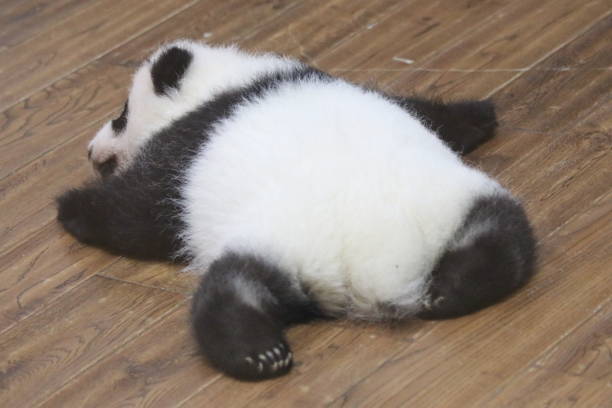 istock Baby Panda just starts crawling on the cradle 1460572375