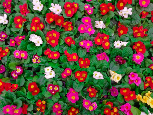istock Creative layout of multicolored flowers and green leaves. 1460572388