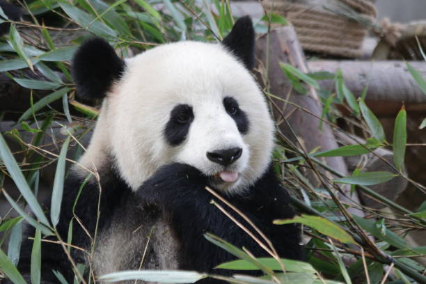 istock Funny Pose of Panda while eating Bamboo leaves 1460572396