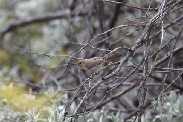 istock Verdin (auriparus flaviceps) perched in a tangle of branches 1460572615