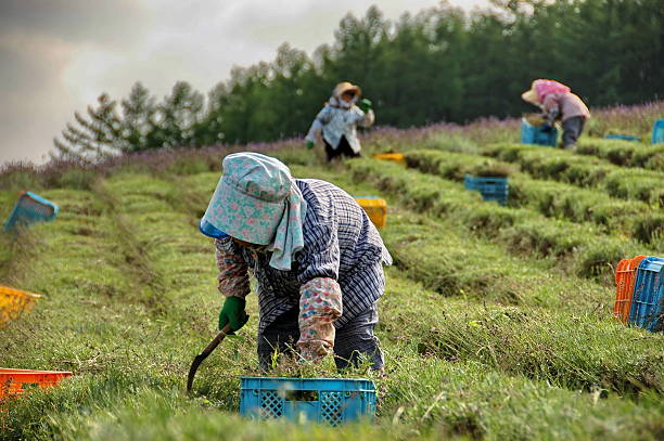 istock Japanese lavender farmers 2 146057270