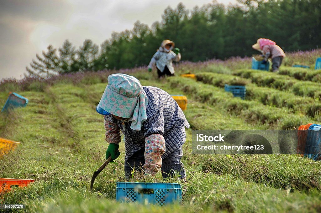 Japanese lavanda agricultores 2 - Foto de stock de Agricultor royalty-free