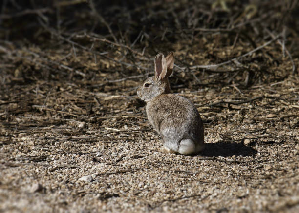 istock Desert Cottontail (sylvilagus audubonii) looking back at the camera 1460572700