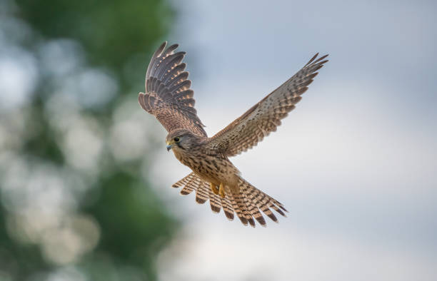 Beauty in the air Taken when Young Kestrel was learning to hunt falco tinnunculus stock pictures, royalty-free photos & images