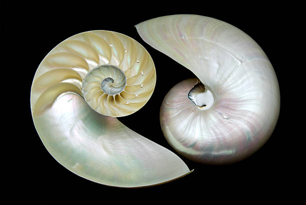 istock pair of nautilus shell halves 146057385