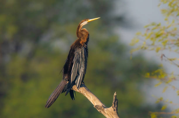 Taken in Bharatpur Bird sanctuary