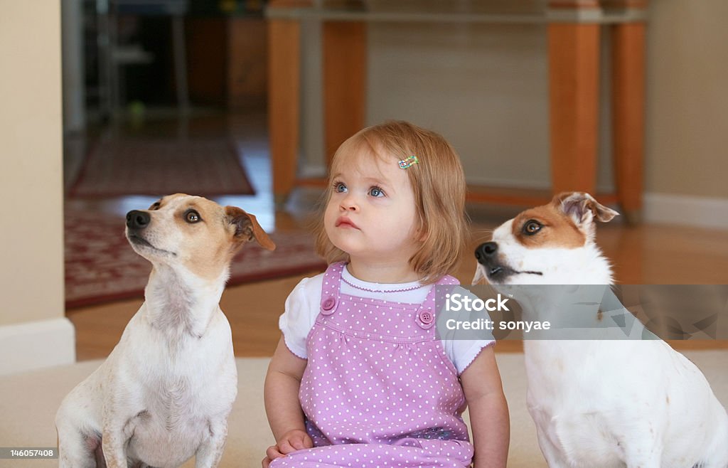 Little Girl With Her Dogs Little Girl With Her Two Jack Russell Terriers Dog Stock Photo