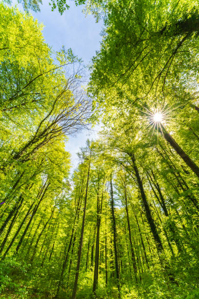 istock a view up into the tree top direction sky with blue cloudy sky an sunstar 1460574529