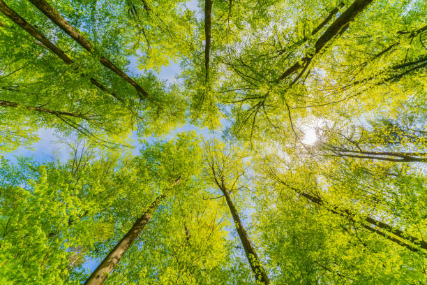 istock a view up into the tree top direction sky with blue cloudy sky an sunstar 1460574603