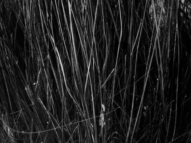 istock Black and white grass plants texture background 1460575724