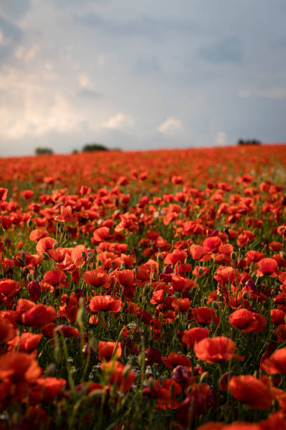 istock A large field with poppies blooming everywhere in summer 1460576039