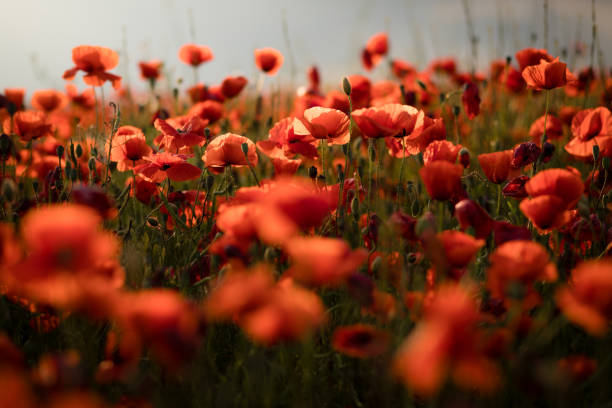 istock Field with blooming poppies in summer 1460576055