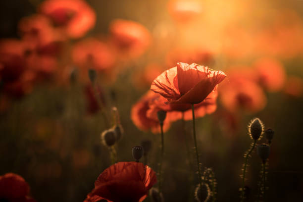 istock A field with poppies blooming everywhere in summer 1460576086