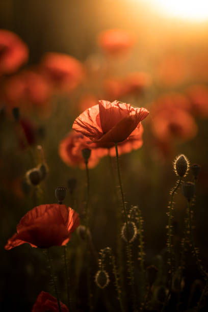 istock A field with poppies blooming everywhere in summer 1460576095