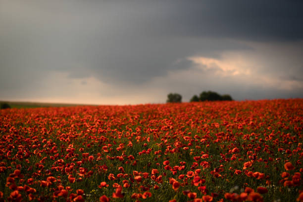 istock A large field with poppies blooming everywhere in summer 1460576185
