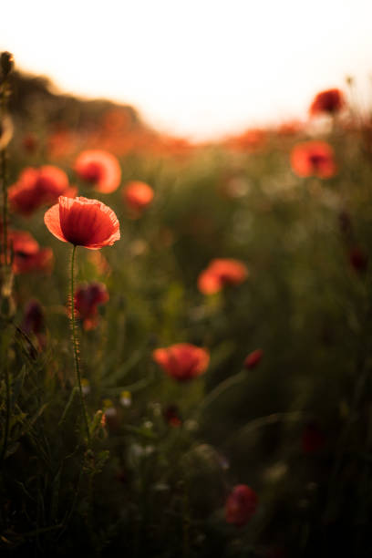 istock Red poppy flower in wild field on evening 1460576223