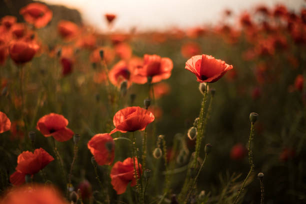 istock Field with blooming poppies in summer evening 1460576224