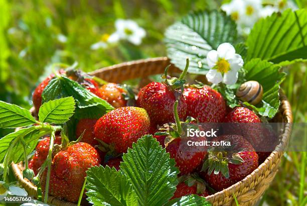 번째 Strawberrys 고급 건강한 식생활에 대한 스톡 사진 및 기타 이미지 - 건강한 식생활, 과일, 꽃 한송이