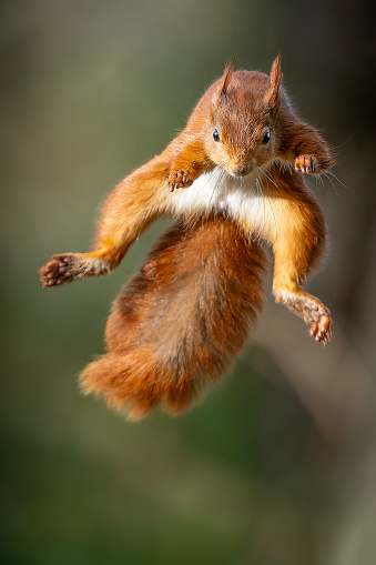 Red squirrel getting ready to land after a leap