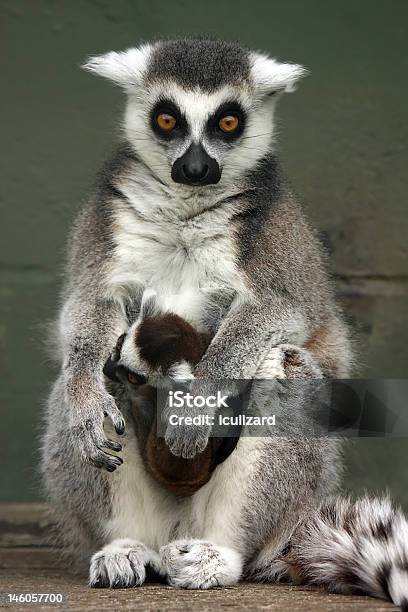 Photo libre de droit de Liens Affectifs banque d'images et plus d'images libres de droit de Amour - Amour, Animaux à l'état sauvage, Assis