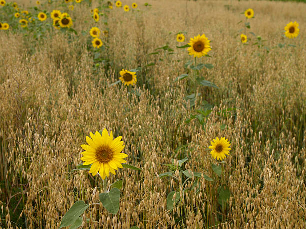 sunflowers in grain field stock photo