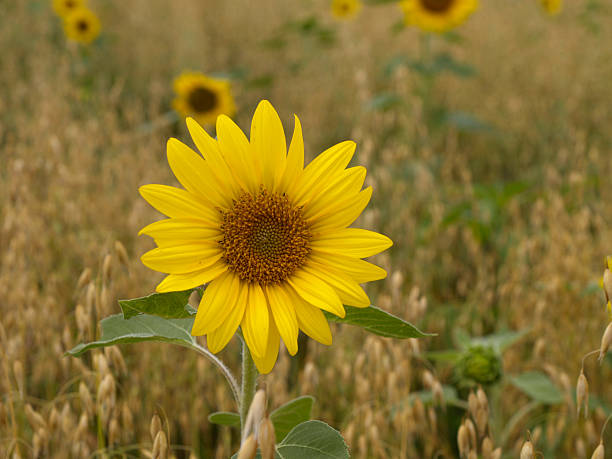 Sunflower blossom with grain field background stock photo