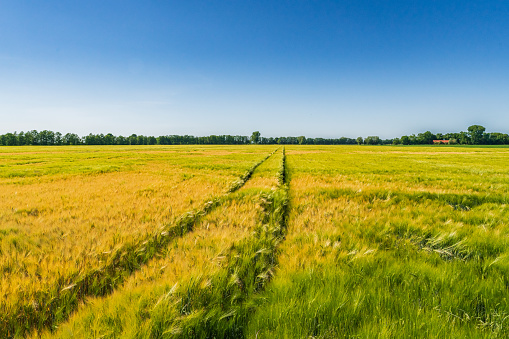 Beautiful agriculture field and blue sky in summertime in brandenburg