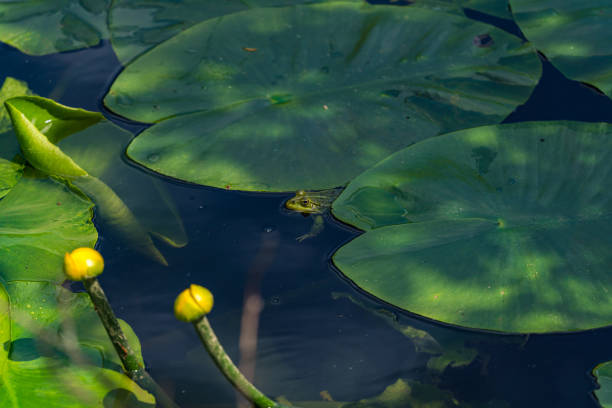 Beautiful natural background with water lilies on the water