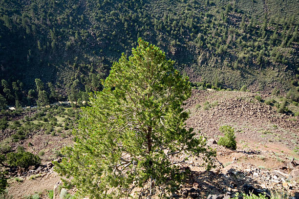 patrzeć w dół do rio grande river gorge nowy meksyk, usa - rio grande new mexico river valley zdjęcia i obrazy z banku zdjęć