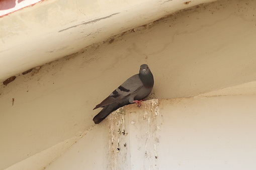 Various shots of a homing pigeon preached in the shade.