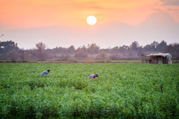 agricultor da anatólia colhendo favas na fazenda ao pôr do sol - broad bean bean agriculture nature - fotografias e filmes do acervo