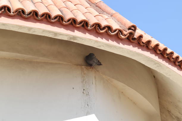 istock Homing pigeon 1460577736