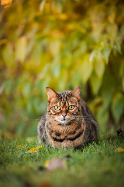 istock Bengal cat is looking at you and watching what is happening 1460578128