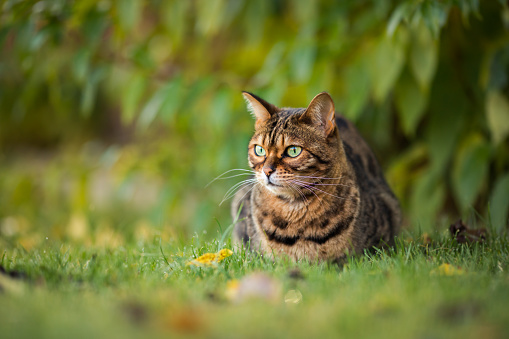Tabby cat lies attentively on the grass outdoors with leaves background