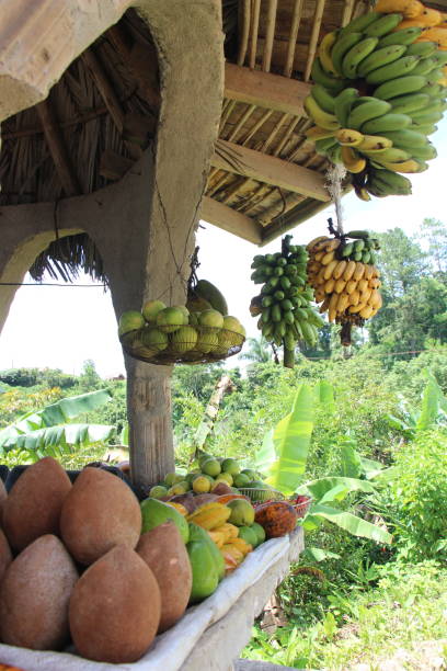 istock Cuba - Topes del Collantes- fruit kiosque 1460578330