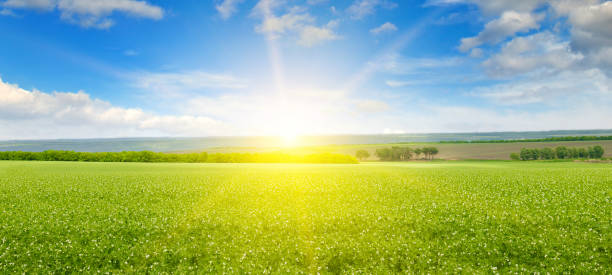 istock Green peas field, sunrise and blue sky. 1460578335