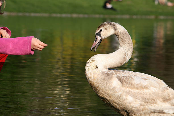 istock Little girl feeding swan 146057851